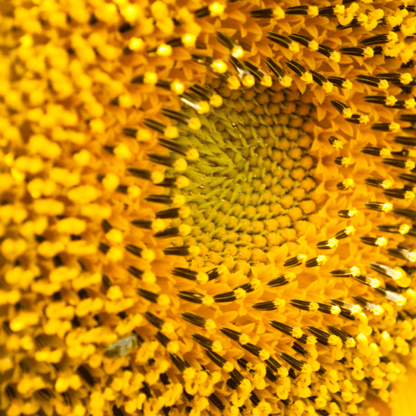 La disposición en espiral de las semillas de un girasol